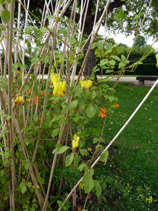 Corydalis scandens